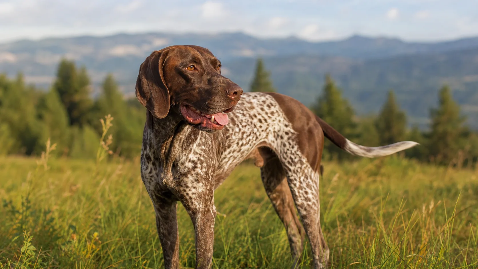 Hund wedelt mit dem Schwanz in natürlicher Alltagssituation im Freien.