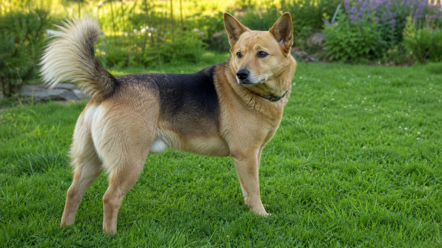 Hund mit sichtbarer Körperhaltung, Schwanz und Ohren in natürlicher Alltagsszene